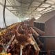 Japfa dan Fapet UGM Bangun Farm Ayam Cage-Free, Jawab Tren Telur Sehat di Indonesia