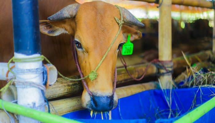 Pemkot Bogor Awasi Ketat Distribusi Hewan Kurban, Ribuan Sapi Dipastikan Sehat