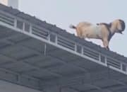 Heboh! Kambing Naik Atap Masjid Diduga Enggan Disembelih