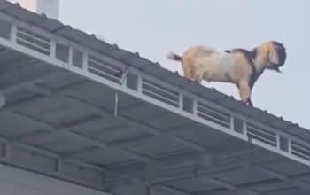 kambing naik ke atap