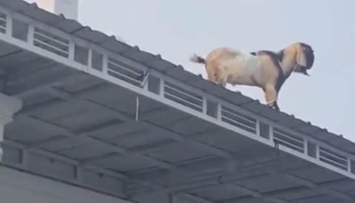 Heboh! Kambing Naik Atap Masjid Diduga Enggan Disembelih