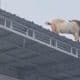Heboh! Kambing Naik Atap Masjid Diduga Enggan Disembelih