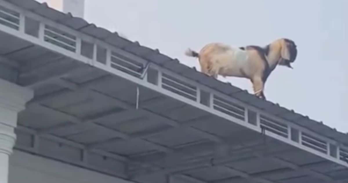 kambing naik ke atap