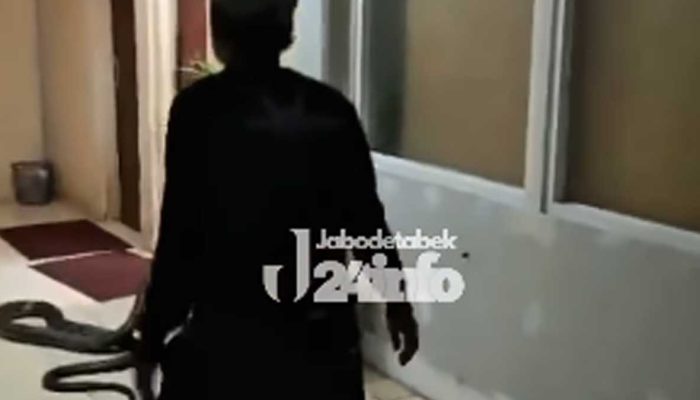 Heboh King Cobra di Toilet Kantor BRIN, Evakuasi Ular Berlangsung Dramatis