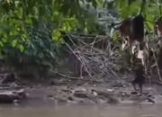 Pelajar Asal Depok Tewas Tenggelam di Sungai Ciliwung, Jasad Ditemukan di Jakarta
