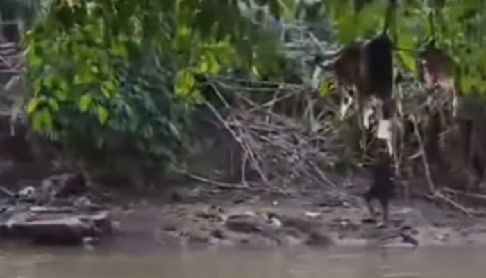 Pelajar Asal Depok Tewas Tenggelam di Sungai Ciliwung, Jasad Ditemukan di Jakarta