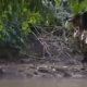 Pelajar Asal Depok Tewas Tenggelam di Sungai Ciliwung, Jasad Ditemukan di Jakarta