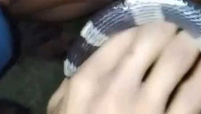 Pemuda di Bogor Tewas Diduga Usai Digigit Ular Weling