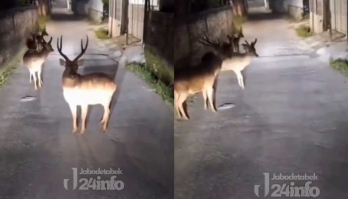 Heboh Rusa Berkeliaran di Pemukiman Warga Depok pada Dini Hari