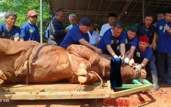 SAPI PRABOWO
