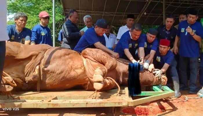 Pemkot Jaksel Terima Hewan Kurban Raksasa dari Prabowo, Bobot Capai 1,1 Ton