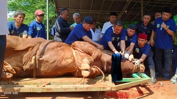 SAPI PRABOWO