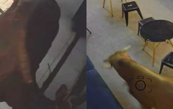 Sapi masuk toko kamera
