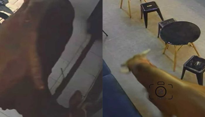 Sapi Kurban Mengamuk hingga Masuk Toko Kamera di Bogor, Pegawai dan Pembeli Panik