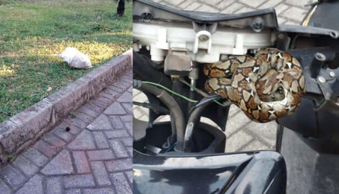 Geger Ular Python Melingkar di Dasbord Sepeda Motor Pasar Legi Ponorogo