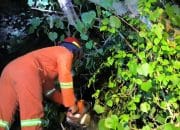 Pohon Tumbang di Jember Tutup Akses Jalan, BPBD Bergerak Cepat Lakukan Penanganan