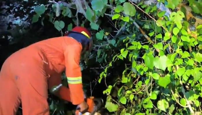 Pohon Tumbang di Jember Tutup Akses Jalan, BPBD Bergerak Cepat Lakukan Penanganan