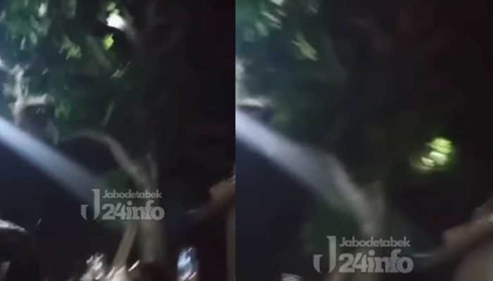 Viral Dugaan Penampakan di Tangerang, Warga Geger Lihat Sosok Putih di Pohon