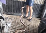 Hujan Deras di Tangerang, Warga Tangkap Ular Piton 2 Meter di Halaman Rumah
