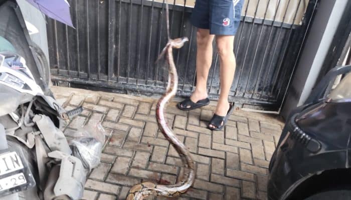 Hujan Deras di Tangerang, Warga Tangkap Ular Piton 2 Meter di Halaman Rumah