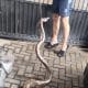 Hujan Deras di Tangerang, Warga Tangkap Ular Piton 2 Meter di Halaman Rumah
