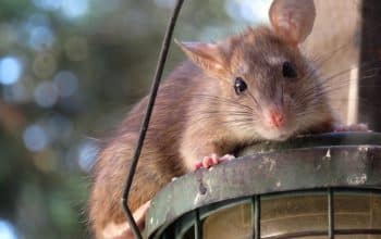 tikus