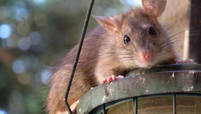 Waspada! Tikus Bisa Tularkan Penyakit Mematikan, dari Hantavirus hingga Wabah Pes