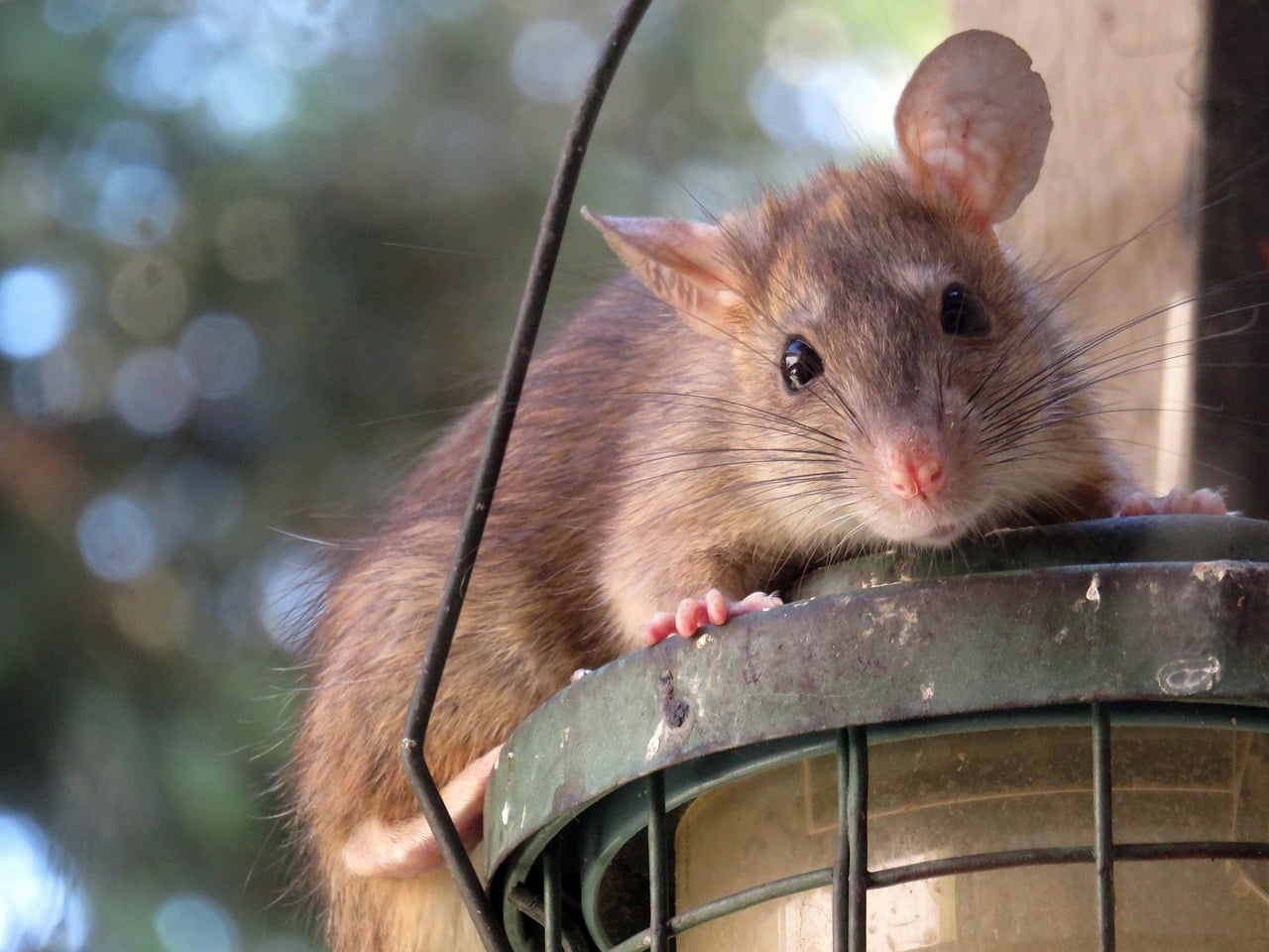 tikus