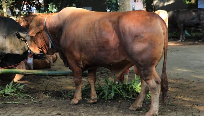 Sapi Kurban 1,2 Ton dari Presiden Prabowo Akan Disembelih di Pakansari Bogor