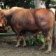 Sapi Kurban 1,2 Ton dari Presiden Prabowo Akan Disembelih di Pakansari Bogor