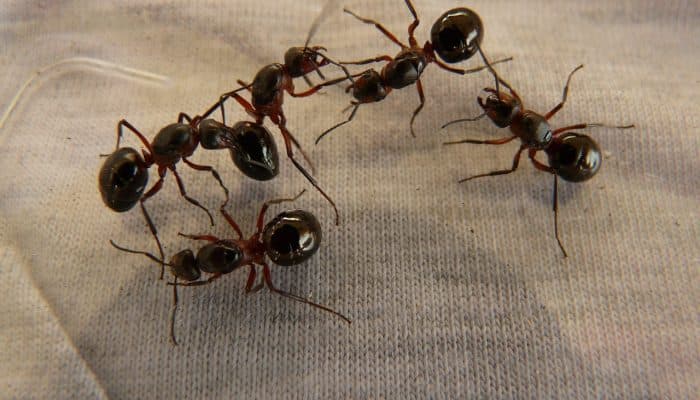 Ratu Semut Afrika Dijual Rp16 Juta, Perdagangan Ilegalnya Bikin Otoritas Kenya Khawatir