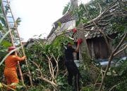 Angin Kencang Landa Tanggul dan Wuluhan Jember, BPBD Bergerak Cepat Tangani Dampak