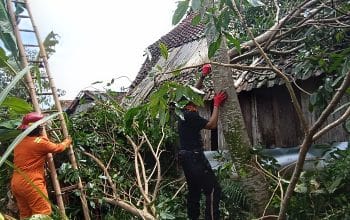 Angin Kencang Landa Tanggul dan Wuluhan Jember, BPBD Bergerak Cepat Tangani Dampak