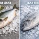 ikan segar dan ikan beku