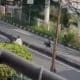 Sedang Berlasung, Aksi Tawuran Terjadi di Jalan Gedong Panjang, Tambora, Warga Diminta Waspada