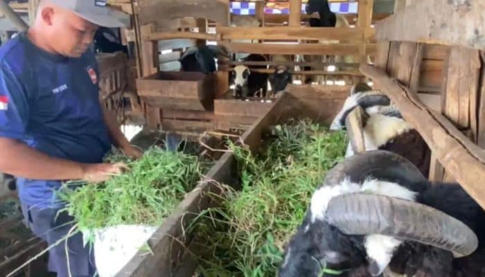 Kisah Polisi di Majalengka Raup Puluhan Juta dari Ternak Domba, Libatkan Warga Sekitar