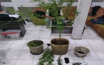 penanam ganja Agam