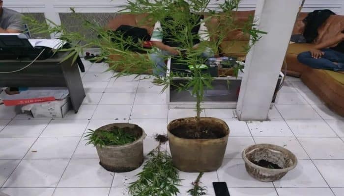 Pelaku Penyalahgunaan dan Penanam Ganja di Agam Berhasil Diamankan Polresta Bukittinggi