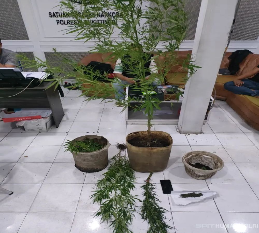 penanam ganja Agam