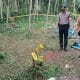Carok Tukang Ngarit di Lumajang