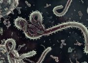 Kemenkes RI Siaga! WHO Tetapkan Darurat Global Ebola, Begini Kondisi Indonesia Saat Ini