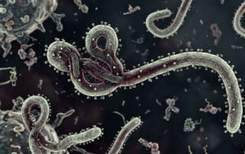 Ebola Indonesia 2026