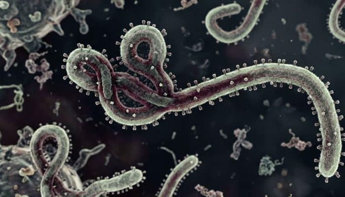Kemenkes RI Siaga! WHO Tetapkan Darurat Global Ebola, Begini Kondisi Indonesia Saat Ini