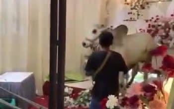 sapi masuk pelaminan saat nikahan