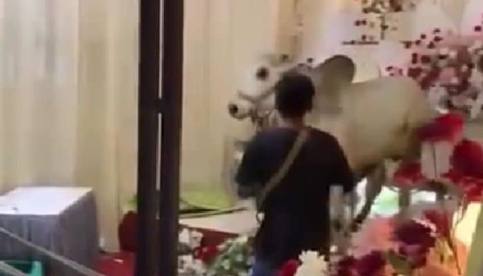 Heboh! Sapi Masuk Pelaminan di Tengah Resepsi Nikahan Saat Idul Adha, Netizen: “Doa Mantan”
