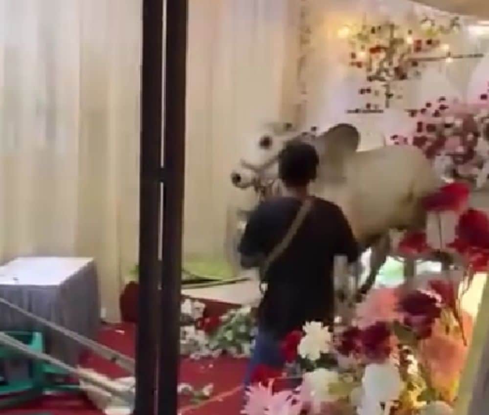 sapi masuk pelaminan saat nikahan