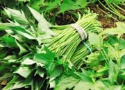 Daun Ubi Jalar Dijuluki “Superfood”, Disebut Mampu Dukung Penurunan Berat Badan hingga Cegah Penuaan