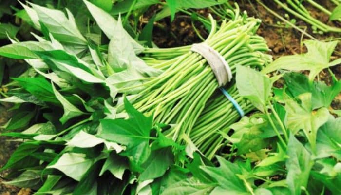 Daun Ubi Jalar Dijuluki “Superfood”, Disebut Mampu Dukung Penurunan Berat Badan hingga Cegah Penuaan