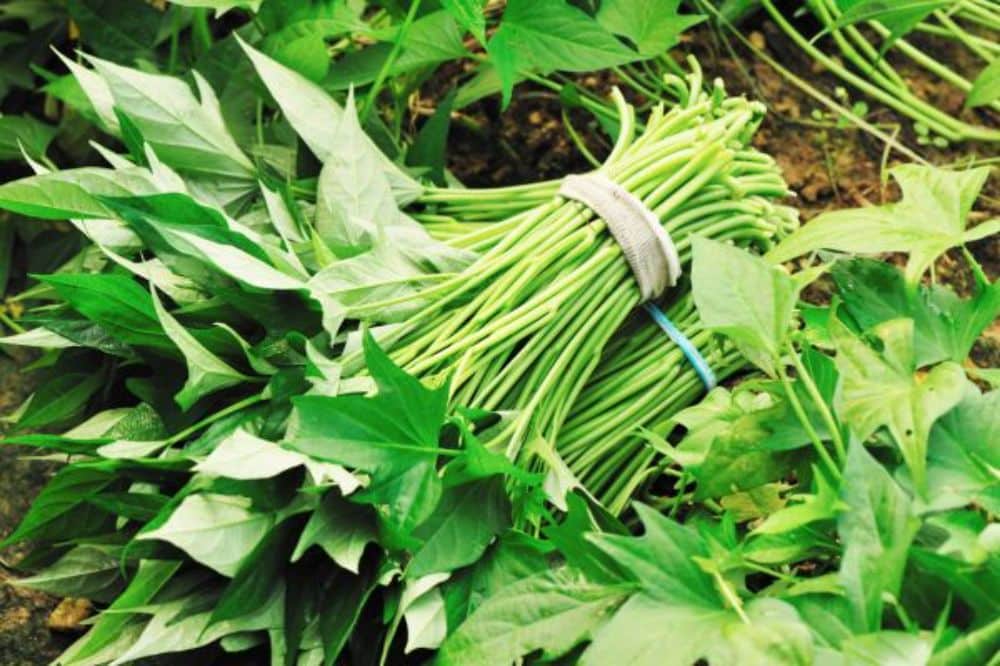 daun ubi jalar