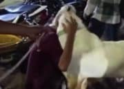 Viral Kambing Menangis Jelang Idul Adha, Warganet Ikut Haru